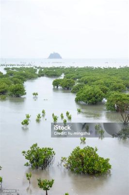 莆田海邊在哪裏：關於福建興化灣海岸的多面探索